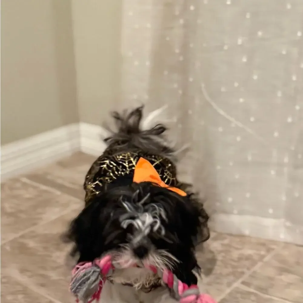 Spooky Chic Dog Costume with Orange Accent